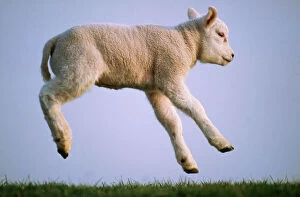 Texel SHEEP - lamb jumping, airbourne, side view