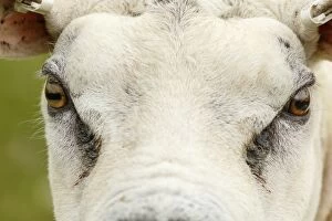Texel Sheep male portrait Sctoland, United Kingdom
