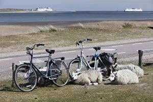 Texel Sheep - resting beside bicycles with ships