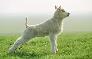 Texel Sheep USH 511 Lamb stretching muscles, used for milk. © Duncan Usher / ardea. com