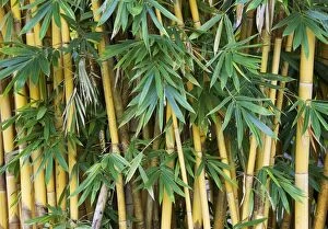 Thailand - Bamboo