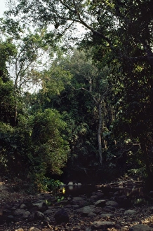 Images Dated 20th February 2008: Thailand River crossing tropical lowland forest in Khao Yai National Park