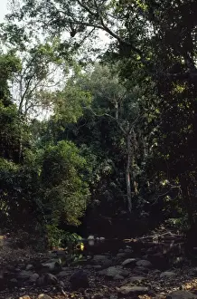 Thailand Prints: Thailand River crossing tropical lowland forest in Khao Yai National Park