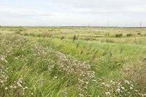Images Dated 10th August 2011: Thames Grazing Marsh - Summer