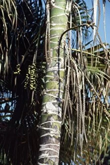 Images Dated 22nd November 2010: Thatch / Kentia Palm - showing fruits