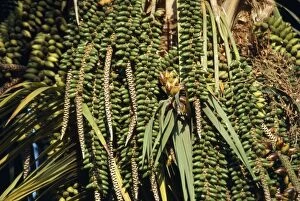 Images Dated 26th November 2010: Thatch Palm - fruits