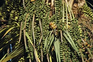 Thatch Palm - fruits