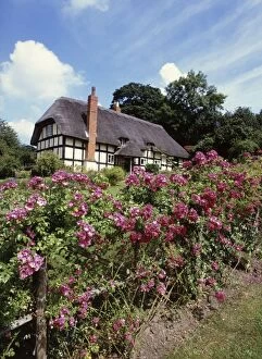 Images Dated 22nd March 2016: Thatched Cottage with Rose garden Eastnor, Herefordshire, UK