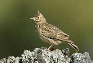 Larks Prints: Thekla Lark - perched on stone, Alentejo, Portugal