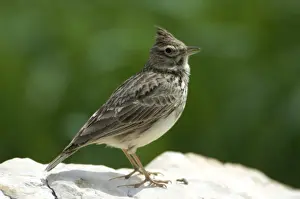 Larks Prints: Thekla Lark - Ronda Spain