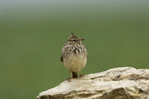 Images Dated 22nd February 2006: Thekla Lark - Ronda Spain