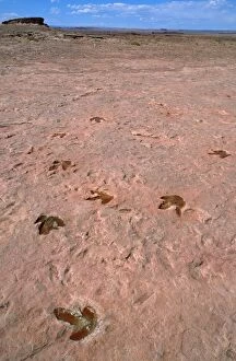 Images Dated 20th February 2007: Theropods Dinosaur Footprints - lower Jurassic Tuba city, Arizona, USA