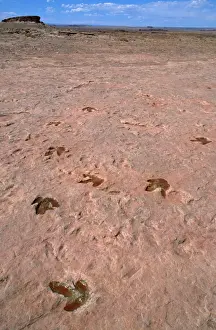 Animal Track Prints: Theropods Dinosaur Footprints - lower Jurassic Tuba city, Arizona, USA