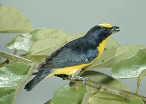 Images Dated 8th June 2006: Thick-billed Euphonia