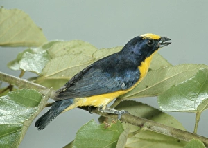 Images Dated 8th June 2006: Thick-billed Euphonia