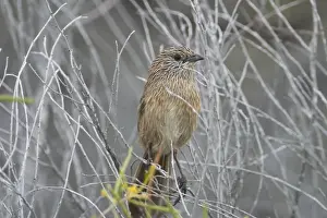 Thick Billed Prints: Thick-billed Grasswren. Formerly Western Grasswren