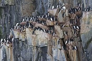 Images Dated 14th August 2012: Thick-billed Murre / Brunnich's Guillemot