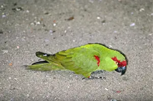 Thick-billed Parrot