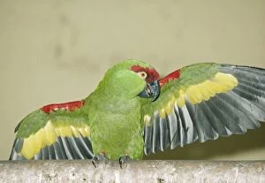 Thick-Billed PARROT - Wings Outstretched