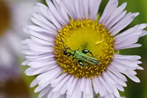 Daisies Prints: Thick-legged Flower Beetle - on Erigeron Daisy Flower Oedemera nobilis Essex, UK IN001101