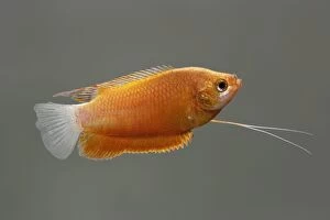 Thick-Lipped gourami (orange) - male side view