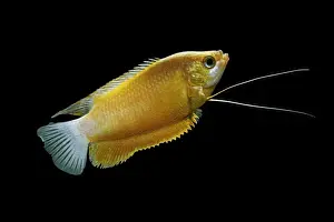 Barbel Prints: Thick lipped gourami (orange) – male side view black background tropical freshwater Asia 002068
