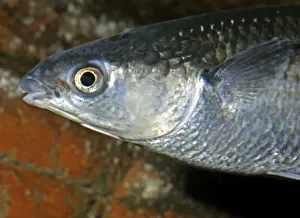 Thick-lipped Mullet, UK coastal seas, south to Mediterranean and Black Sea