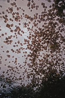 Images Dated 9th December 2004: Thimble Jellyfish - Thimble Jellyfish are always found in large congretations near or on the surface