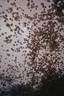 Jellyfish Prints: Thimble Jellyfish - Thimble Jellyfish are always found in large congretations near or on the surface