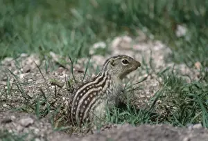 Thirteen-lined Ground Squirrel