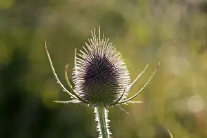 Thistle