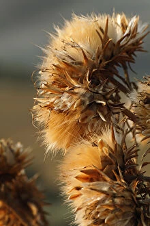 Thistle flower in autumn, Tuscany, Italy