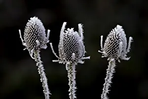 Thistle Prints: Thistle heads - covered in frost - Oxon - December