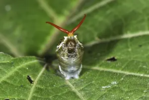 Lepidopera Prints: Thoas Swallowtail caterpillar deploys its osmeterium Colombia