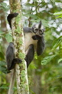 Thomas Leaf Monkey - adult clinging to a tree in a sumatran rainforest