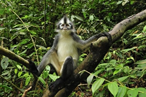 Images Dated 6th December 2008: Thomas's Langur / Thomas's Leaf Monkey - Gunung Leuser National Park - Northern Sumatra - Indonesia