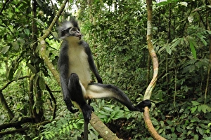 Images Dated 6th December 2008: Thomas's Langur / Thomas's Leaf Monkey - Gunung Leuser National Park - Northern Sumatra - Indonesia