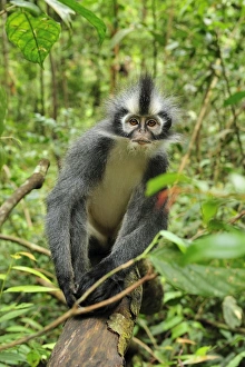 Images Dated 6th December 2008: Thomas's Langur / Thomas's Leaf Monkey - Gunung Leuser National Park - Northern Sumatra - Indonesia