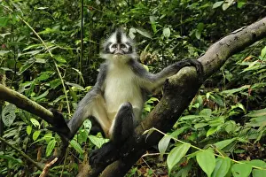Sumatra Prints: Thomas's Langur / Thomas's Leaf Monkey - Gunung Leuser National Park - Northern Sumatra - Indonesia