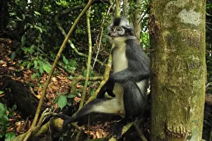 Thomas's Langur / Thomas's Leaf Monkey - Gunung Leuser National Park - Northern Sumatra - Indonesia