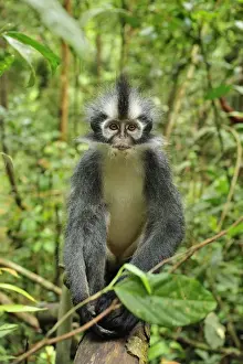 Monkey Prints: Thomas's Langur / Thomas's Leaf Monkey - Gunung Leuser National Park - Northern Sumatra - Indonesia