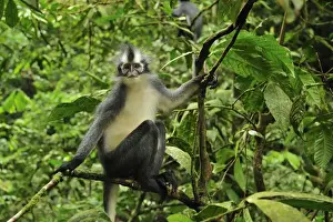 Monkeys Prints: Thomas's Langur / Thomas's Leaf Monkey - Gunung Leuser National Park - Northern Sumatra - Indonesia