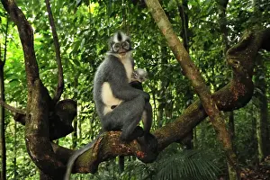 Sumatra Prints: Thomas's Langur / Thomas's Leaf Monkey - mother with baby - Gunung Leuser National Park - Northern Sumatra