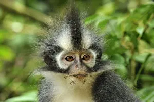 Monkey Prints: Thomas's Langur / Thomas's Leaf Monkey - portrait - Gunung Leuser National Park - Northern Sumatra - Indonesia