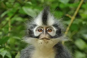 Monkeys Prints: Thomas's Langur / Thomas's Leaf Monkey - portrait - Gunung Leuser National Park - Northern Sumatra - Indonesia