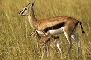 Thomsons Gazelle - Adult and young