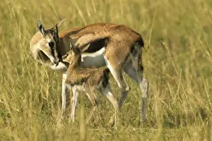 Thomson's Gazelle Adult and young Maasai Mara, Kenya, Africa