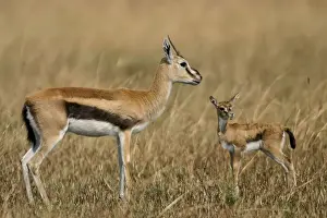 Antelopes Prints: Thomson's Gazelle Adult and young Maasai Mara, Kenya, Africa