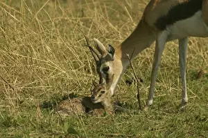 Thomson's Gazelle Adult and young Maasai Mara, Kenya, Africa