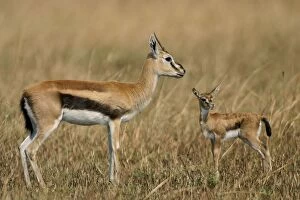Images Dated 20th August 2003: Thomson's Gazelle Adult and young Maasai Mara, Kenya, Africa
